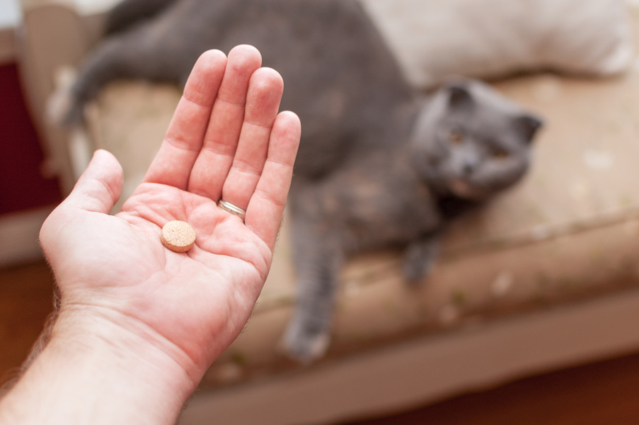 Pet owner giving his cat a pill/tablet