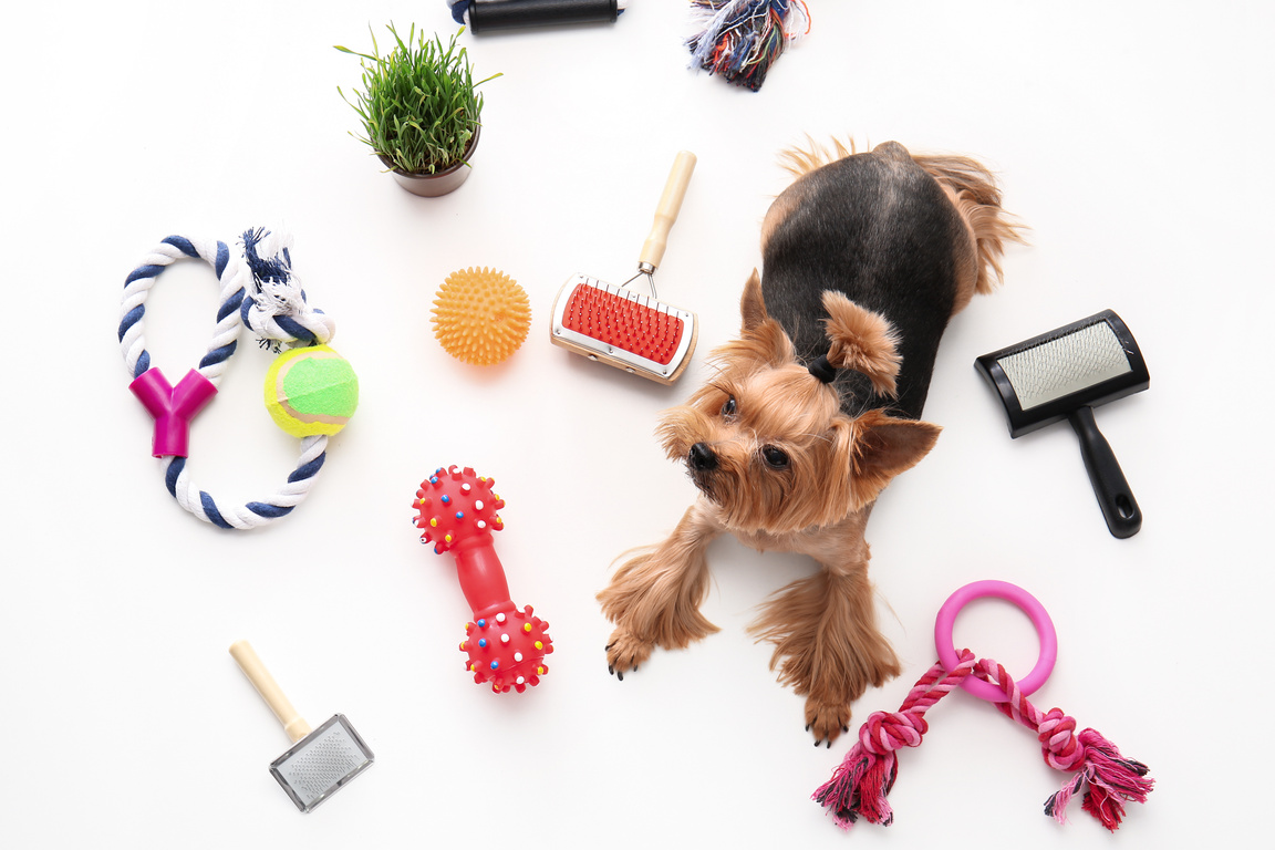Cute Funny Dog and Pet Care Accessories on White Background
