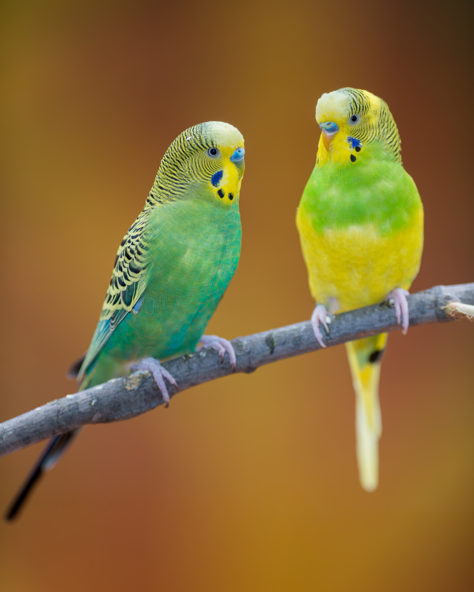 Parakeets