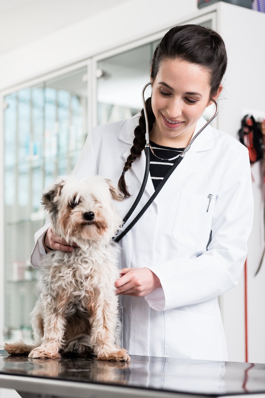 Specialist Examining Sick Dog in Clinic